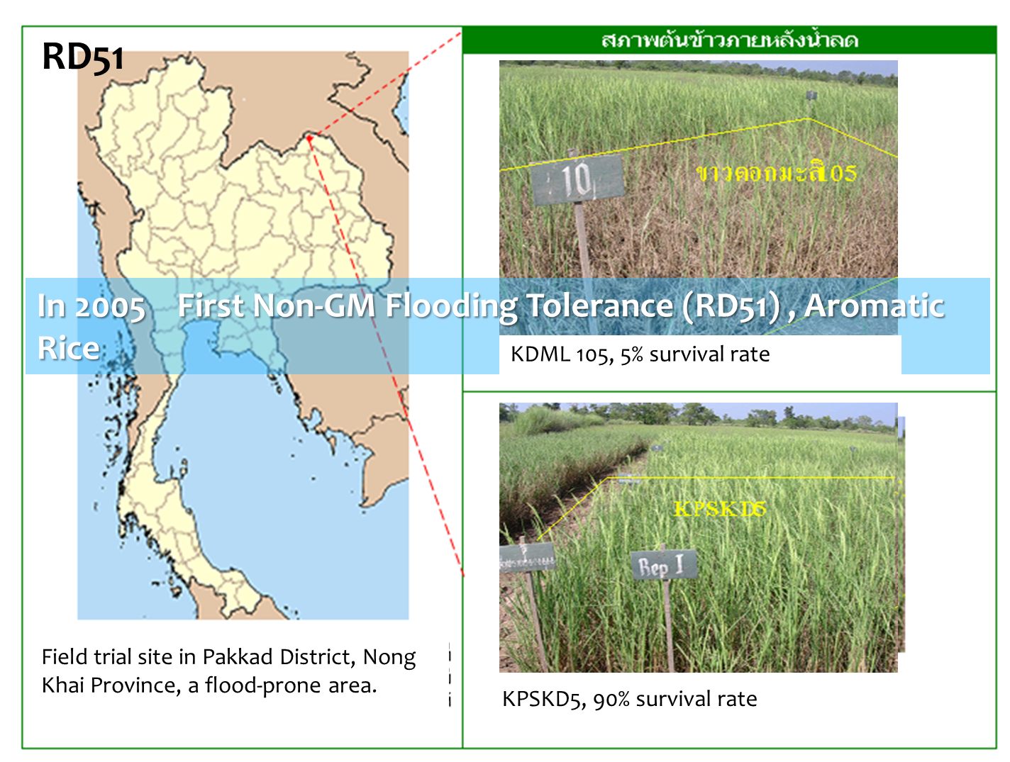 RD51, flood-tolerant jasmine rice
