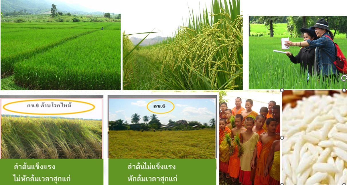 Thunyasirin glutinous rice in the field