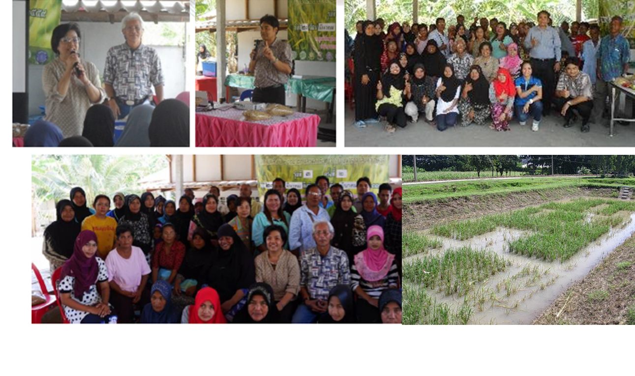 Hom Chonlasit seed distribution to farmers