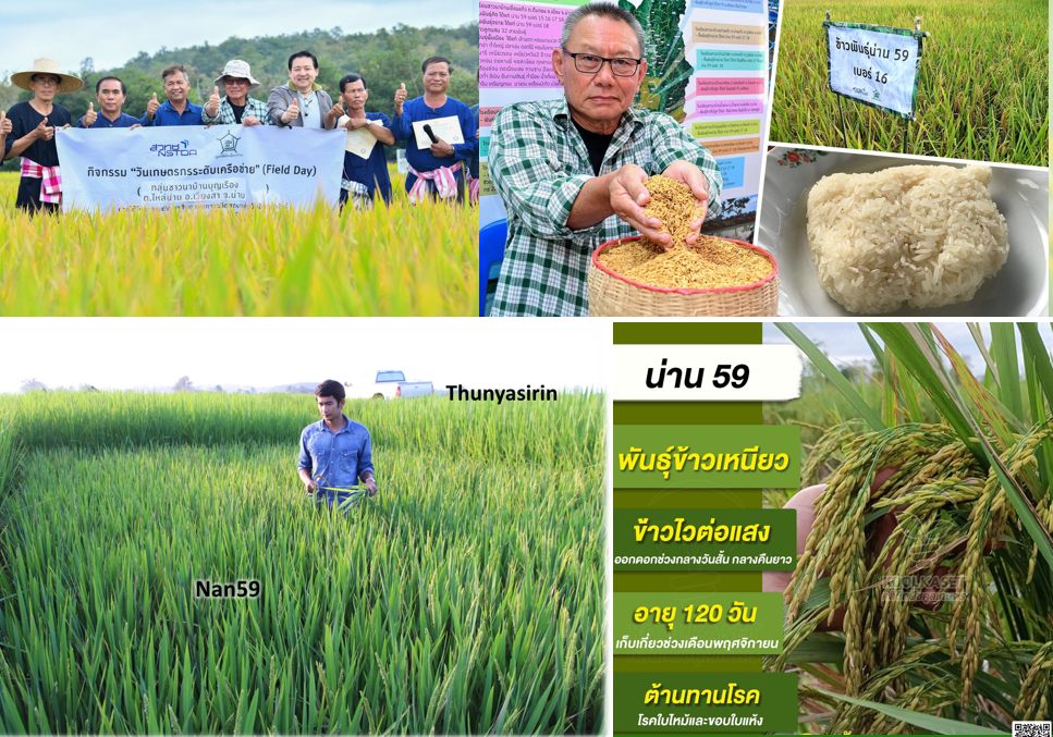 Nan 59 glutinous rice and on-farm trials