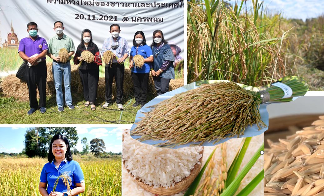 Hom Siam rice and researchers