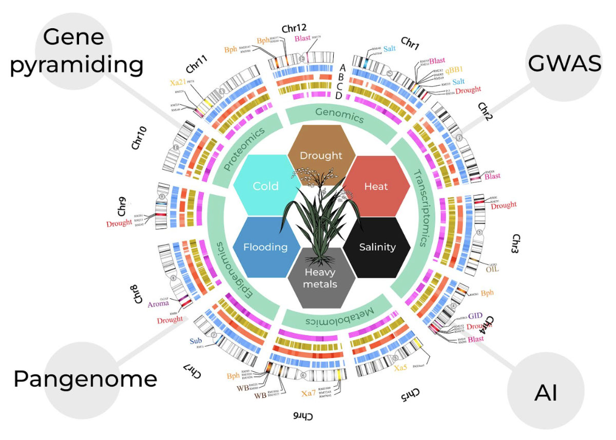 ภาพรวมการปรับปรุงพันธุ์ข้าวแนวจีโนมิกส์: การรวบยีน (Gene pyramiding), GWAS, Pangenome และ AI รอบโครโมโซมข้าวและลักษณะทนต่อสภาวะเครียด